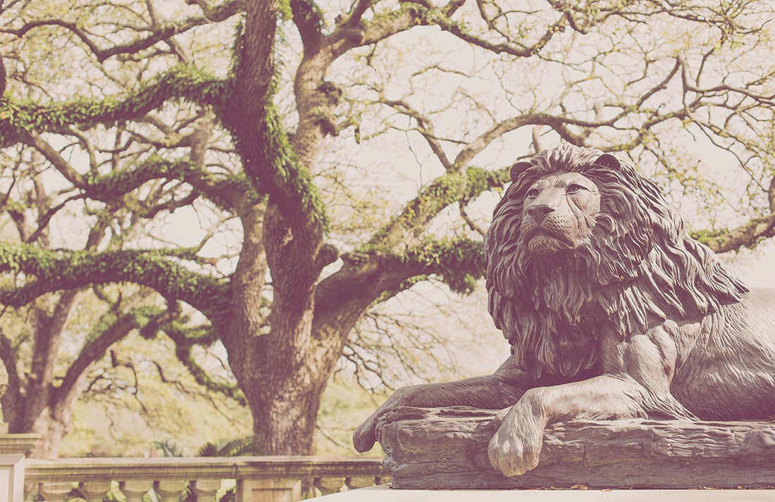 New Orleans Photography Audubon Park Print
