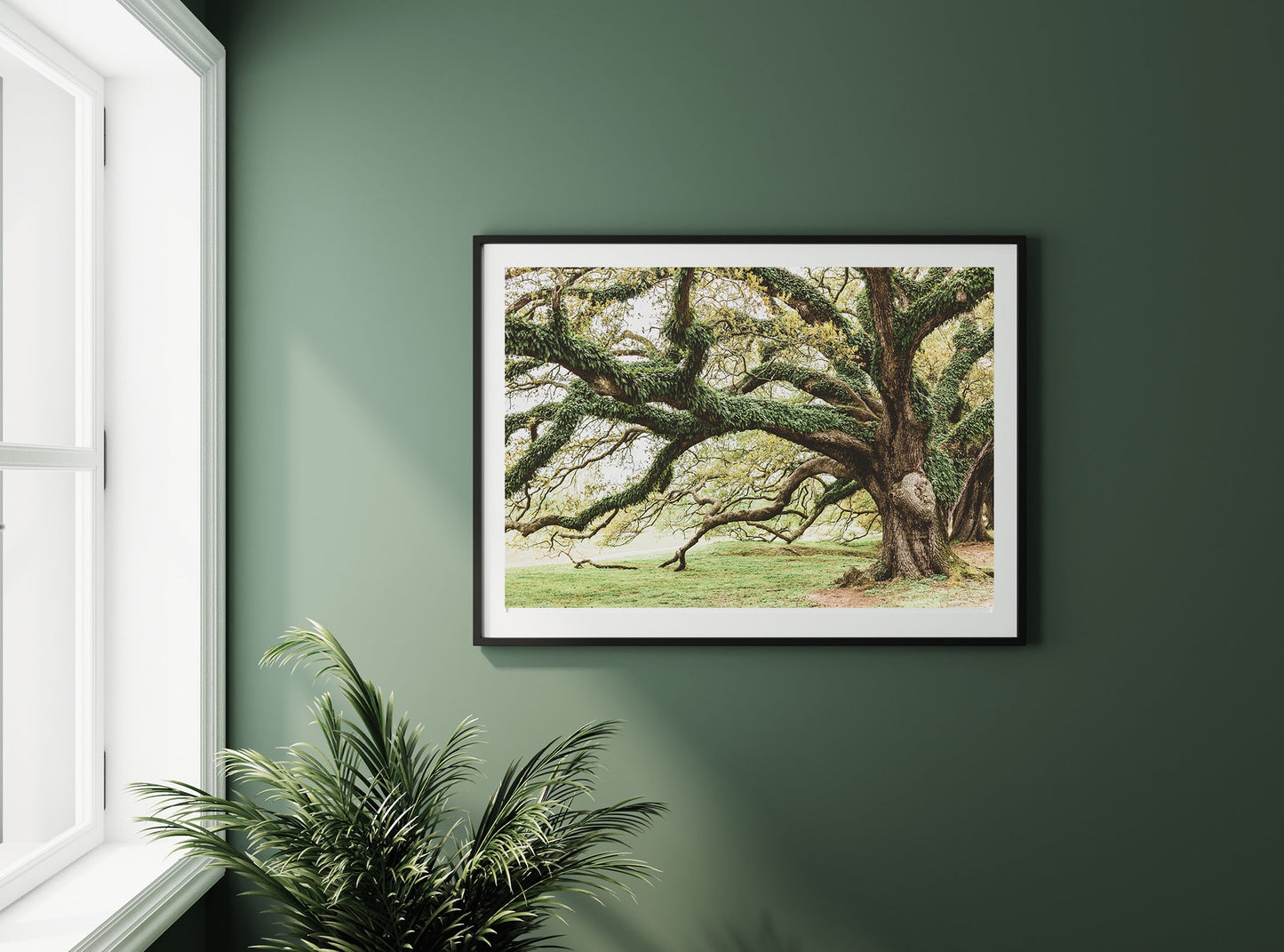 Audubon Park Oaks New Orleans Photography