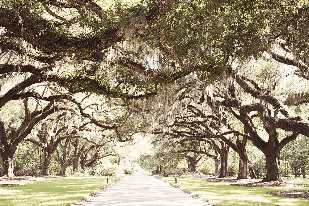 charleston lowcountry photography