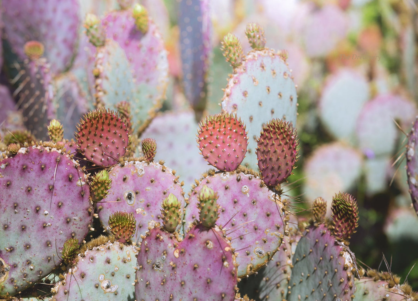 colorful cactus photo print