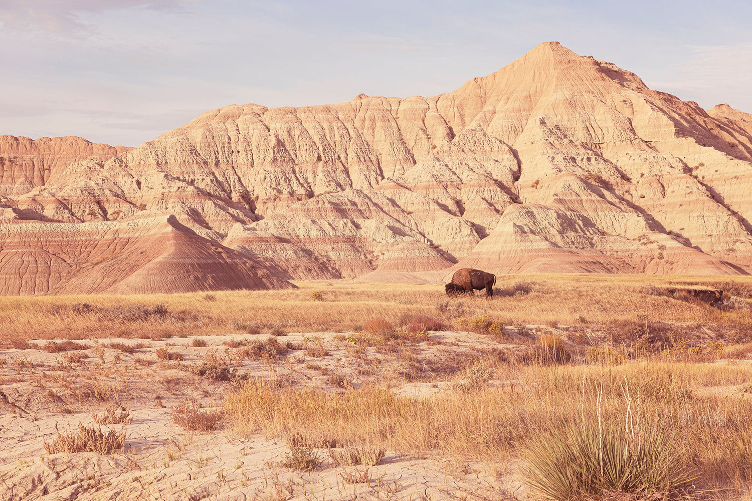 Lone Bison grazing in Badlands National Park South Dakota