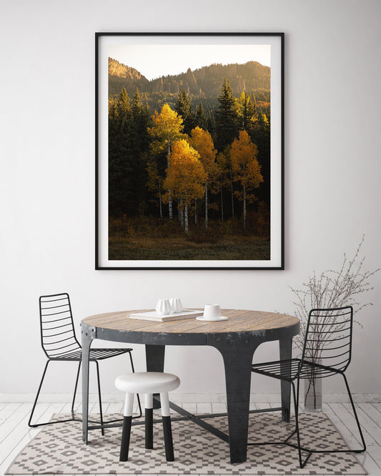 Colorado Golden Aspen Trees