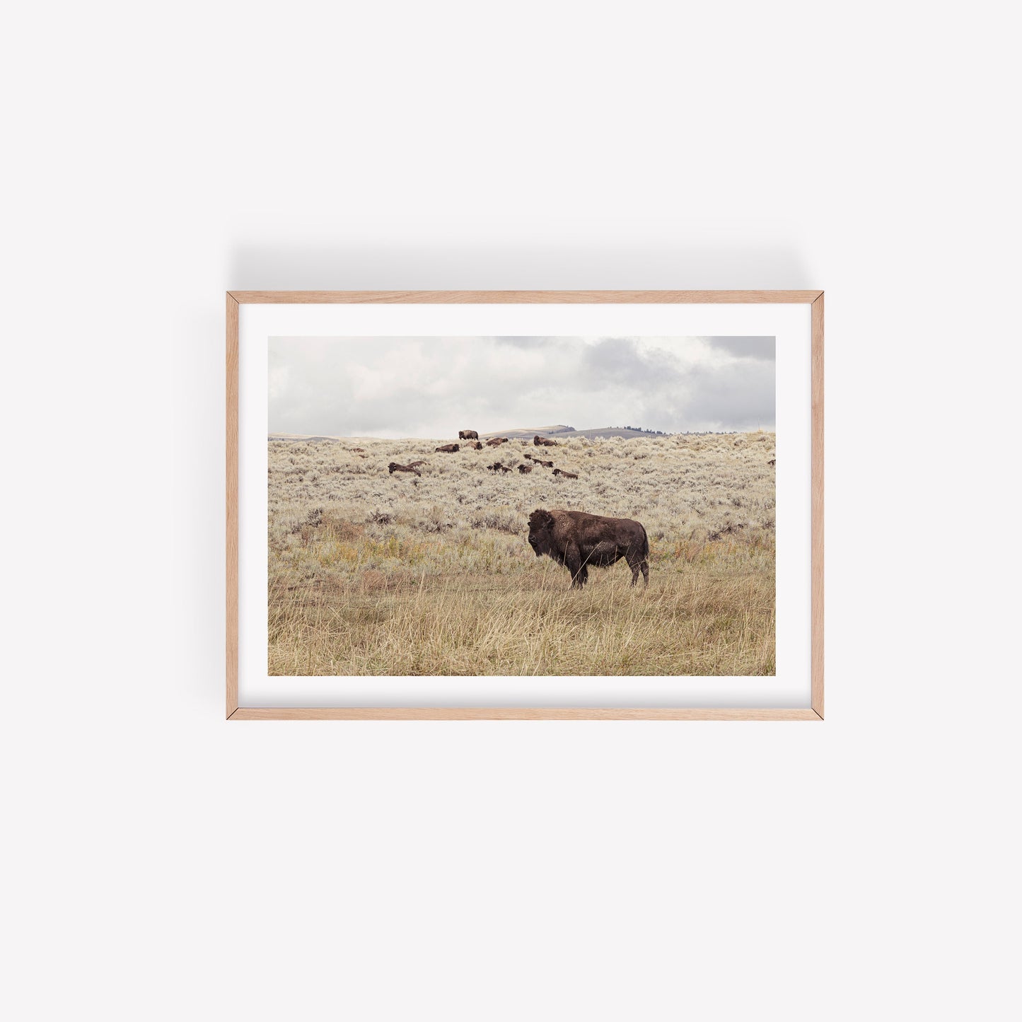 Montana bison herd photography print