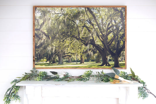 Live oaks in Audubon Park New Orleans