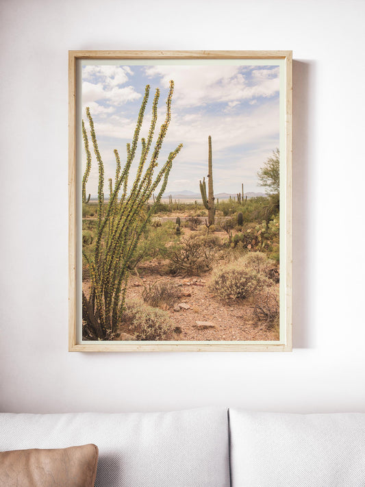 Saguaro National Park Arizona