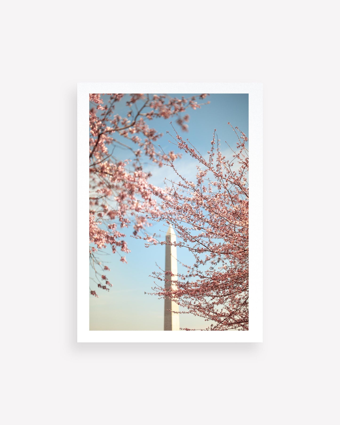 Washington Monument surrounded by cherry blosoms