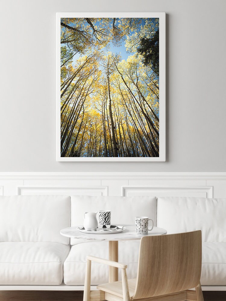 Colorado Aspen Forest Canopy Photography Print