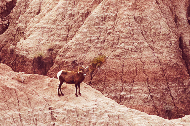 close up of bighorn ram in badlands national park