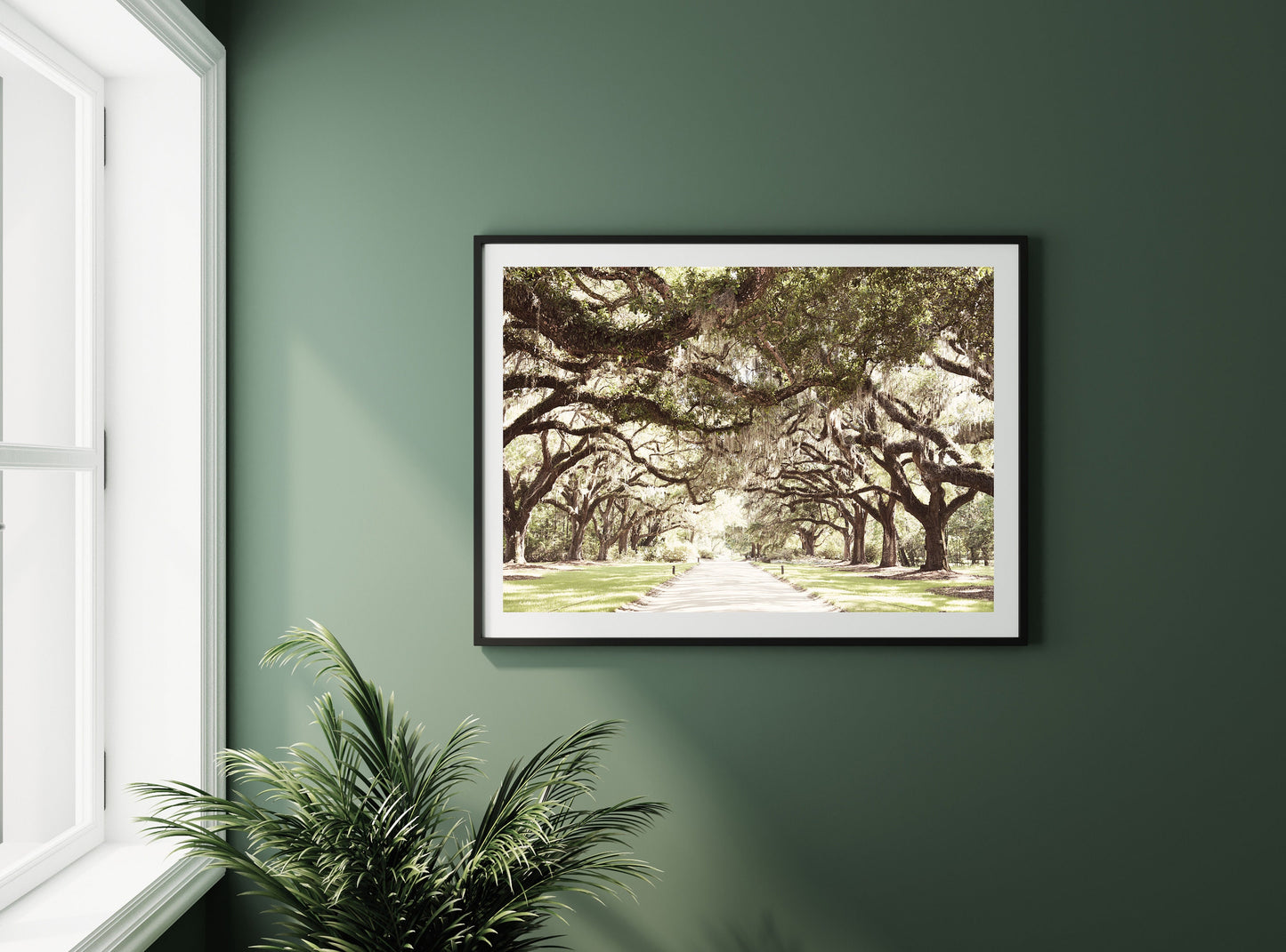 boone hall oak allee print