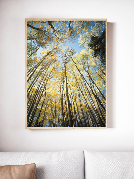 A vertical photograph of aspen trees with fall foliage, displayed unframed on a wall.