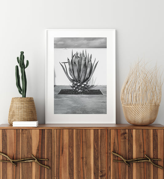 black and white agave plant in marfa texas