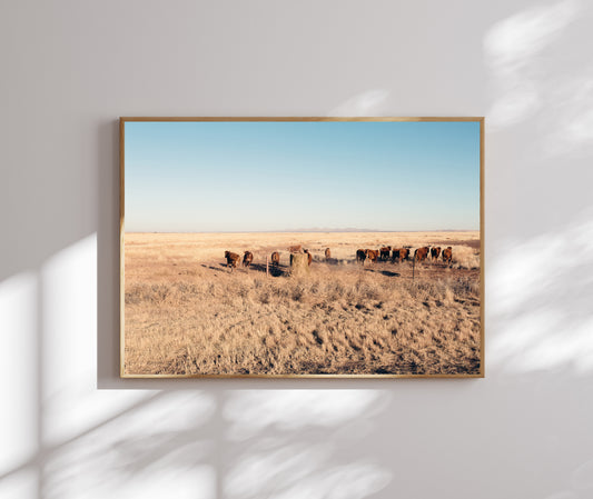 marfa texas cattle ranch photo